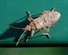 Orsillus sp.